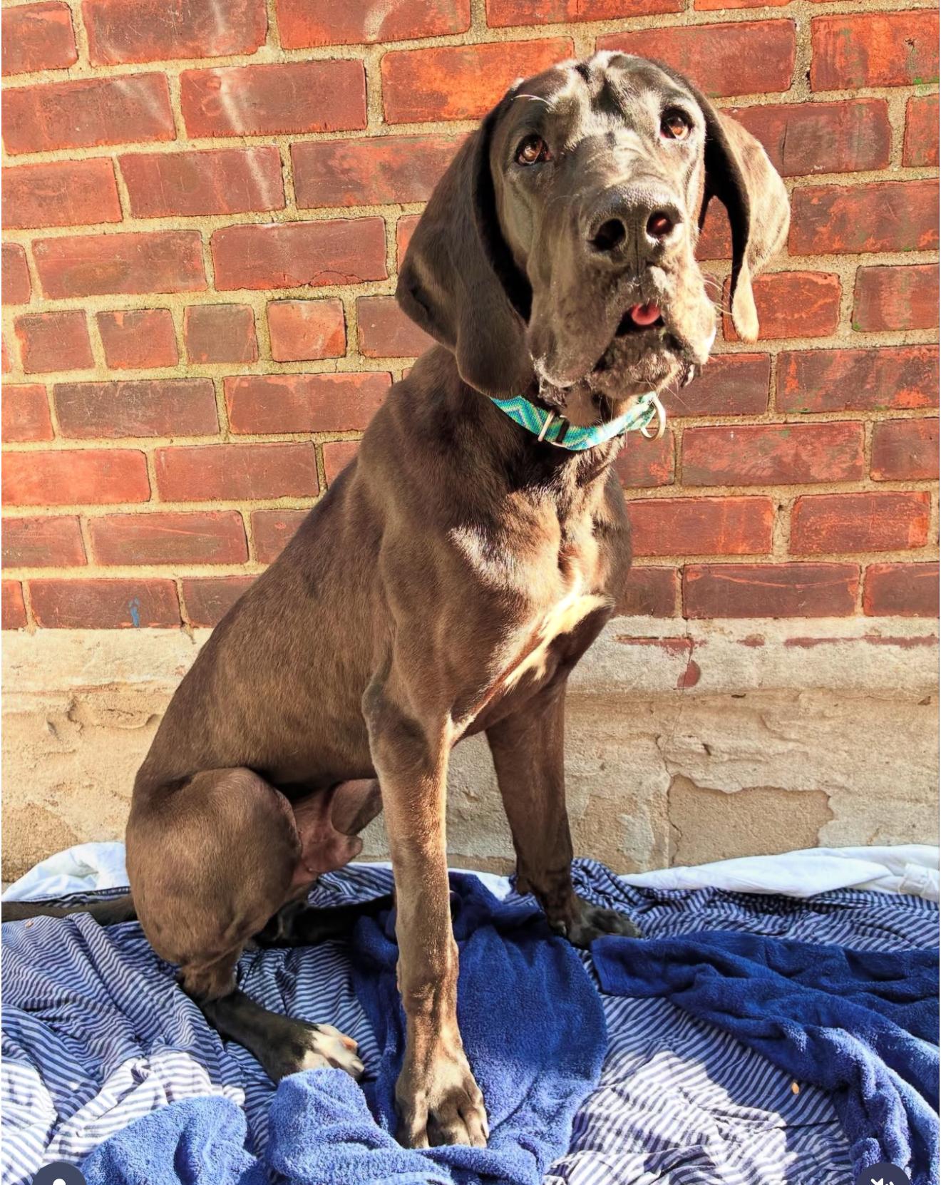 Blayne, a Adoptable mixed breed in Brooklyn, NY image 2/4