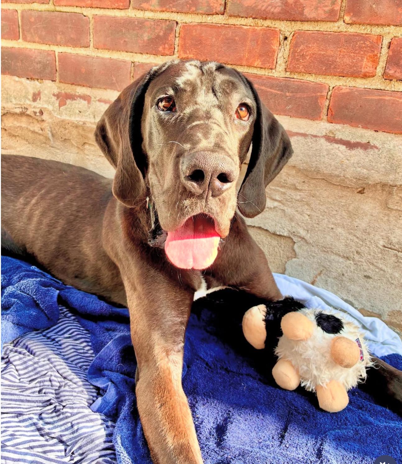 Blayne, a Adoptable mixed breed in Brooklyn, NY image 3/4