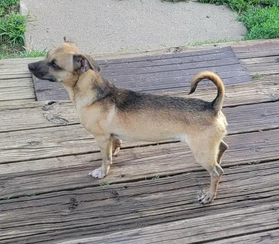 Archie, a ADOPTABLE mixed breed in Van Alstyne, TX image 2/3