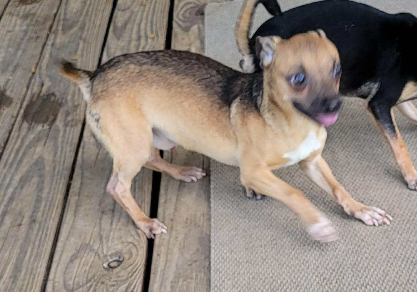 Archie, a ADOPTABLE mixed breed in Van Alstyne, TX image 3/3