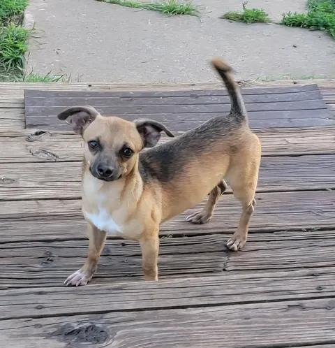 Archie, ADOPTABLE, Adult Male Chihuahua.