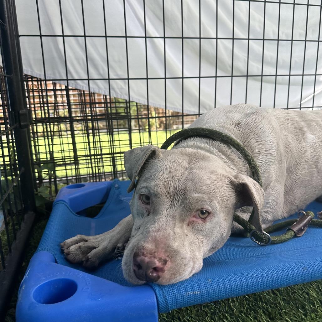 Flaco, a Adoptable Pit Bull Terrier in Tampa, FL image 1/6