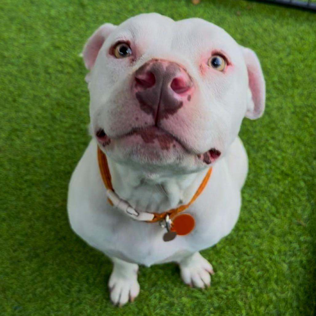 Flaco, a Adoptable Pit Bull Terrier in Tampa, FL image 2/6