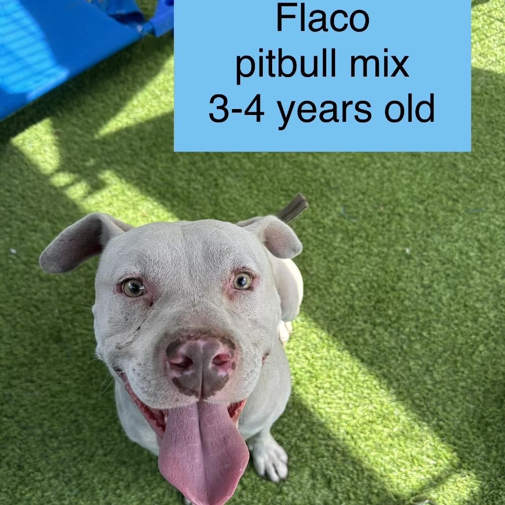 Flaco, a Adoptable Pit Bull Terrier in Tampa, FL image 3/6