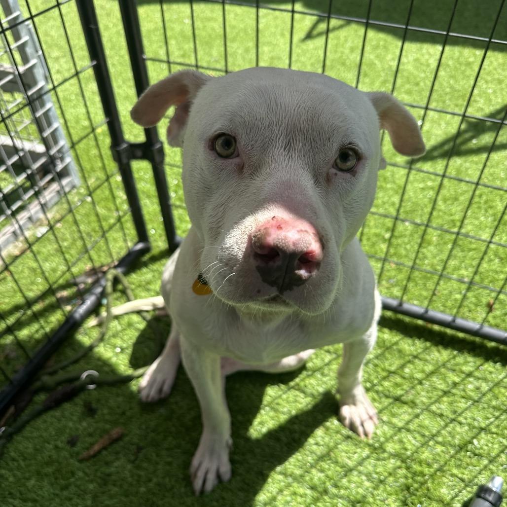 Flaco, a Adoptable Pit Bull Terrier in Tampa, FL image 4/6