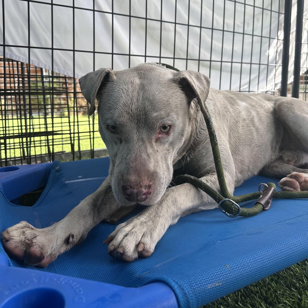 Flaco, a Adoptable Pit Bull Terrier in Tampa, FL image 5/6