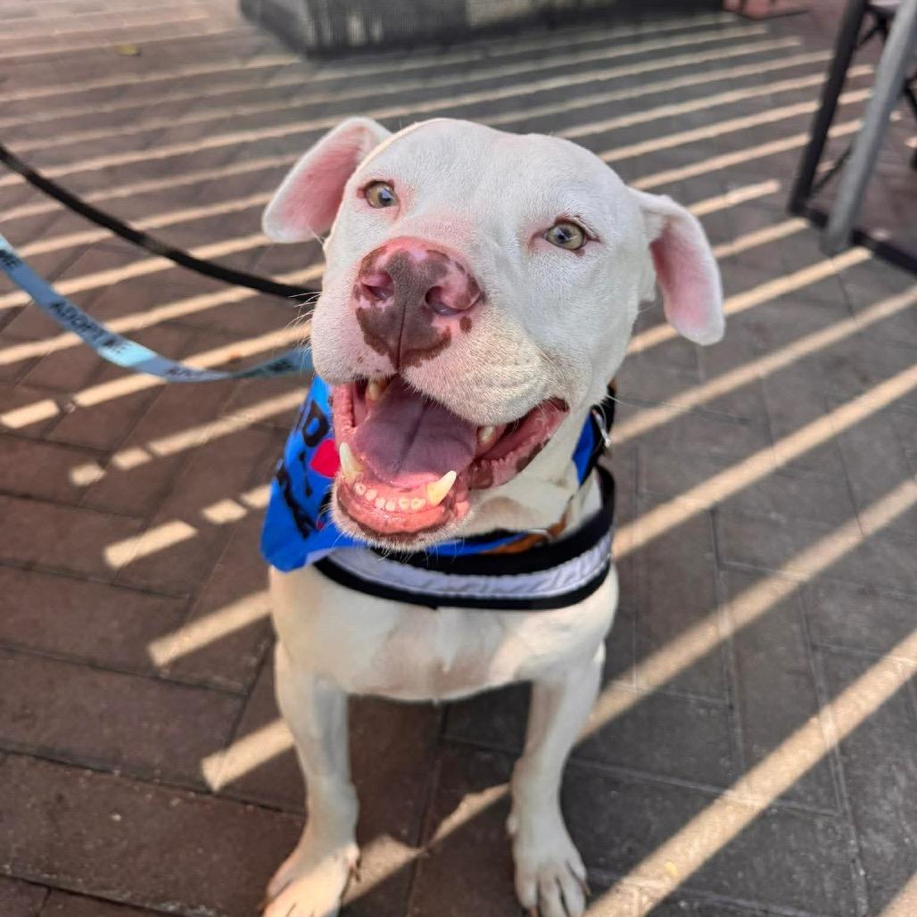Flaco, a Adoptable Pit Bull Terrier in Tampa, FL image 6/6
