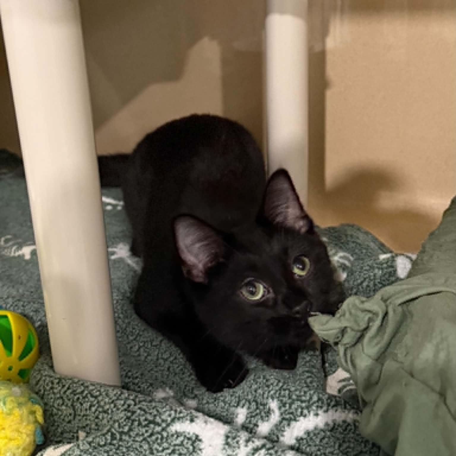 Keegan, a ADOPTABLE mixed breed in Penn Yan, NY image 2/4