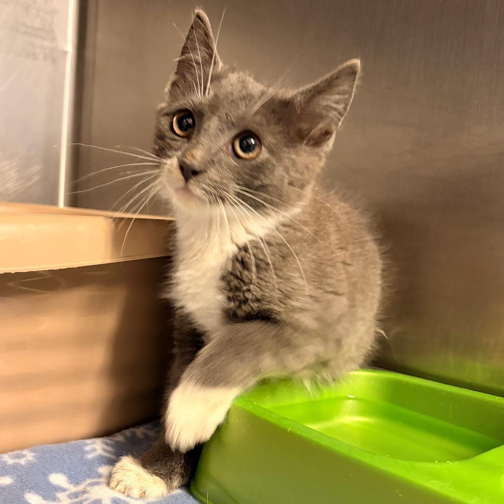 Grits, Adoptable, Kitten Male Domestic Short Hair.