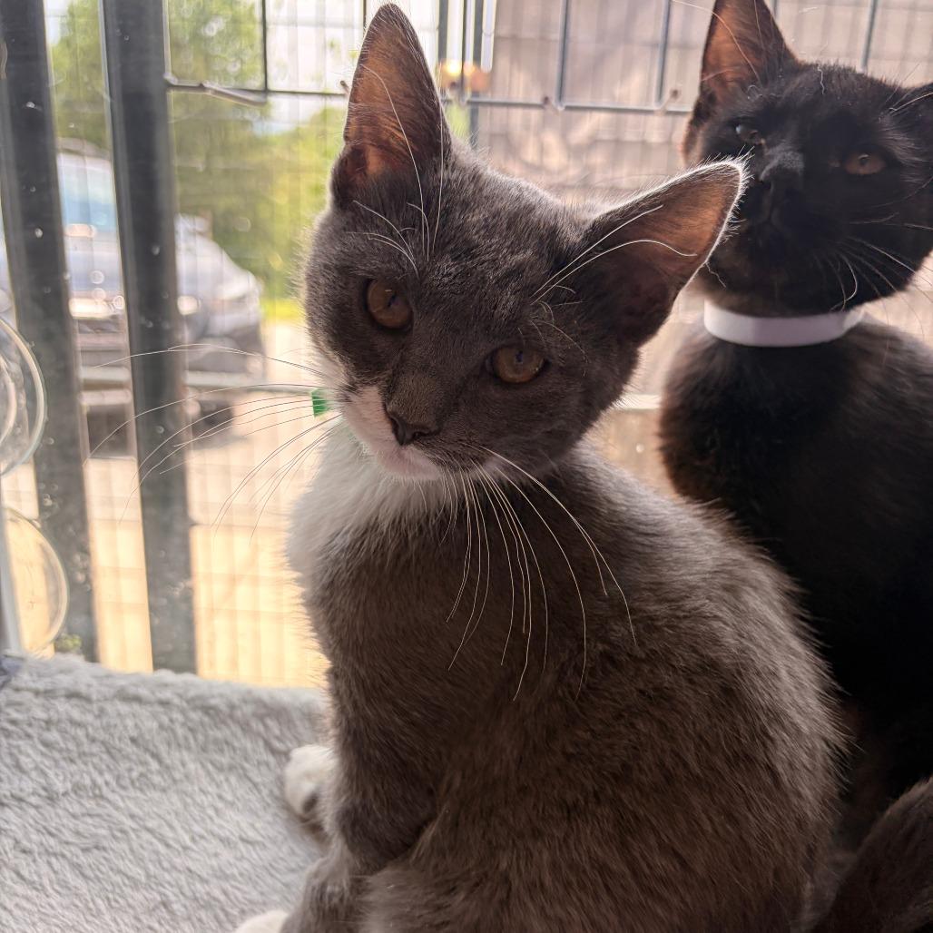 Enlarge Grits, a Adoptable Domestic Short Hair in Franklin, NC image 2/2