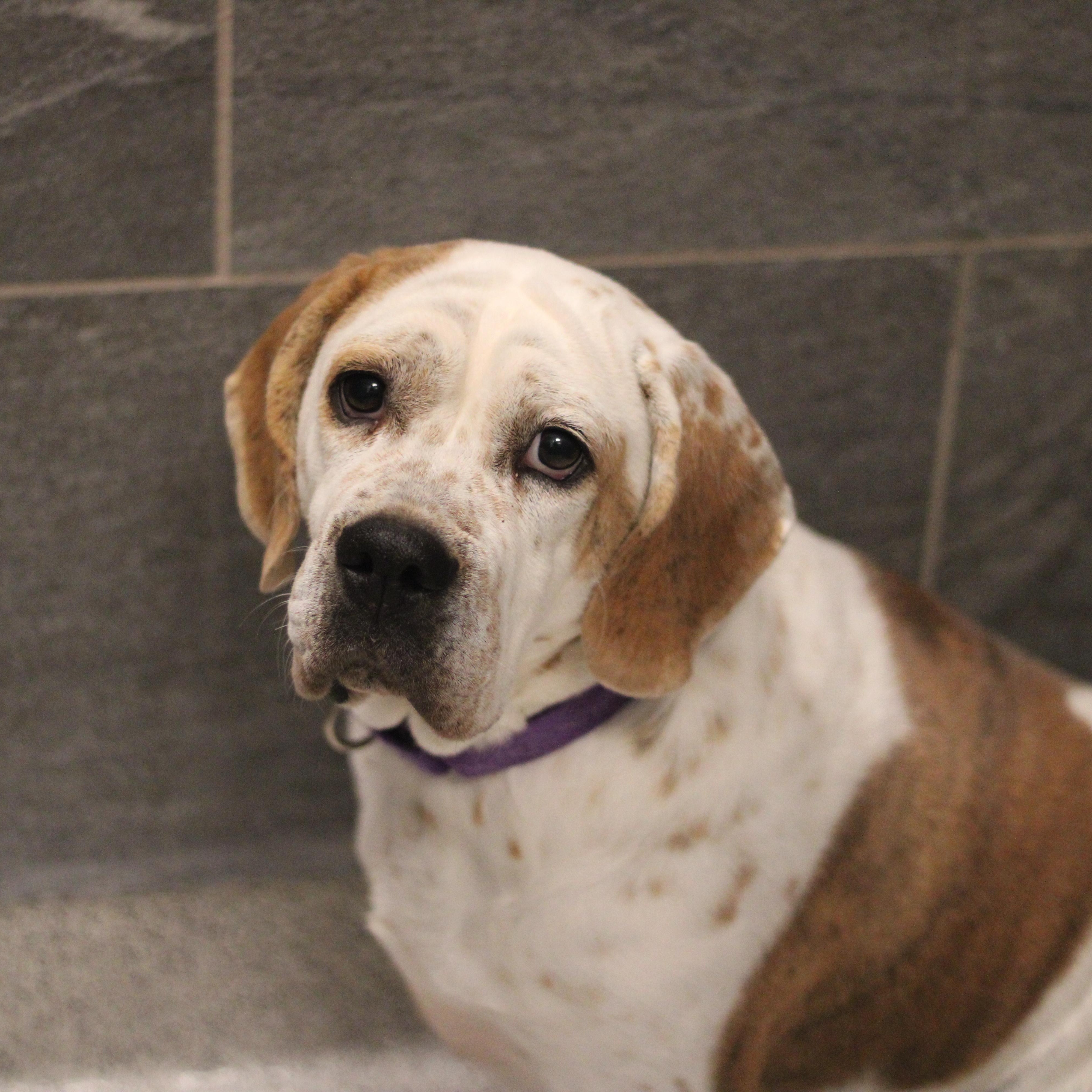 Sadie, a ADOPTABLE Mixed Breed in Cooperstown, NY image 1/2