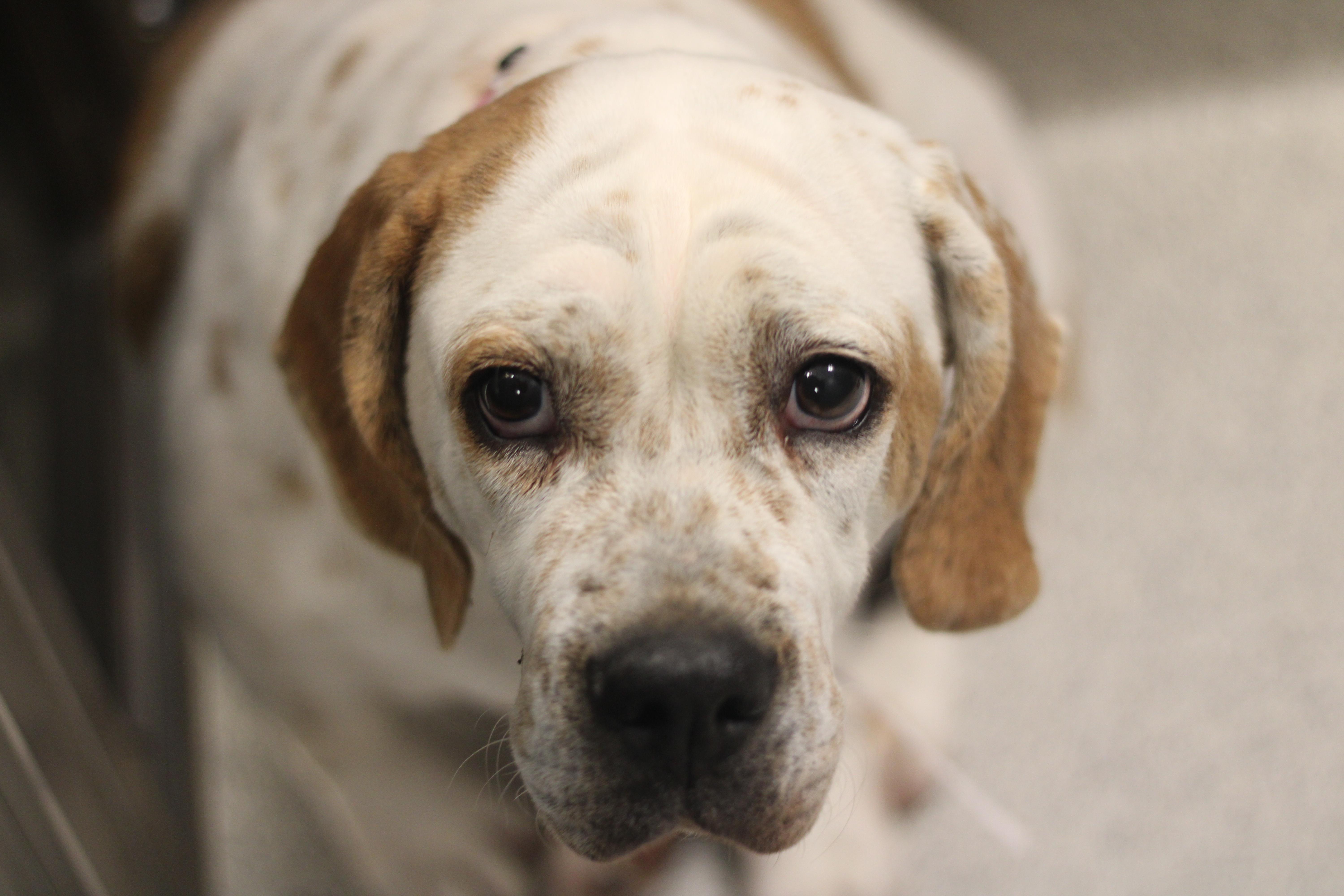 Sadie, a ADOPTABLE Mixed Breed in Cooperstown, NY image 2/2