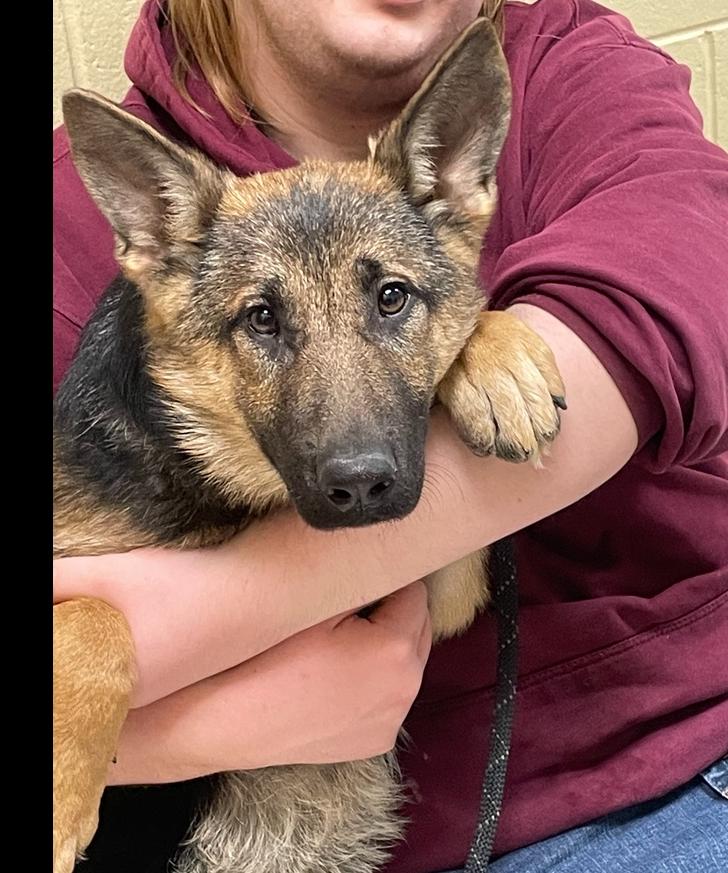 Piper, Adopted, Young Female German Shepherd Dog.