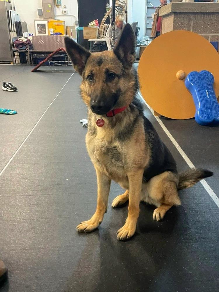 Enlarge Piper, a Adopted German Shepherd Dog in Suamico, WI image 4/6
