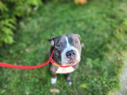 Enlarge Dopey, a Adopted Mixed Breed in Erie, PA image 1/2