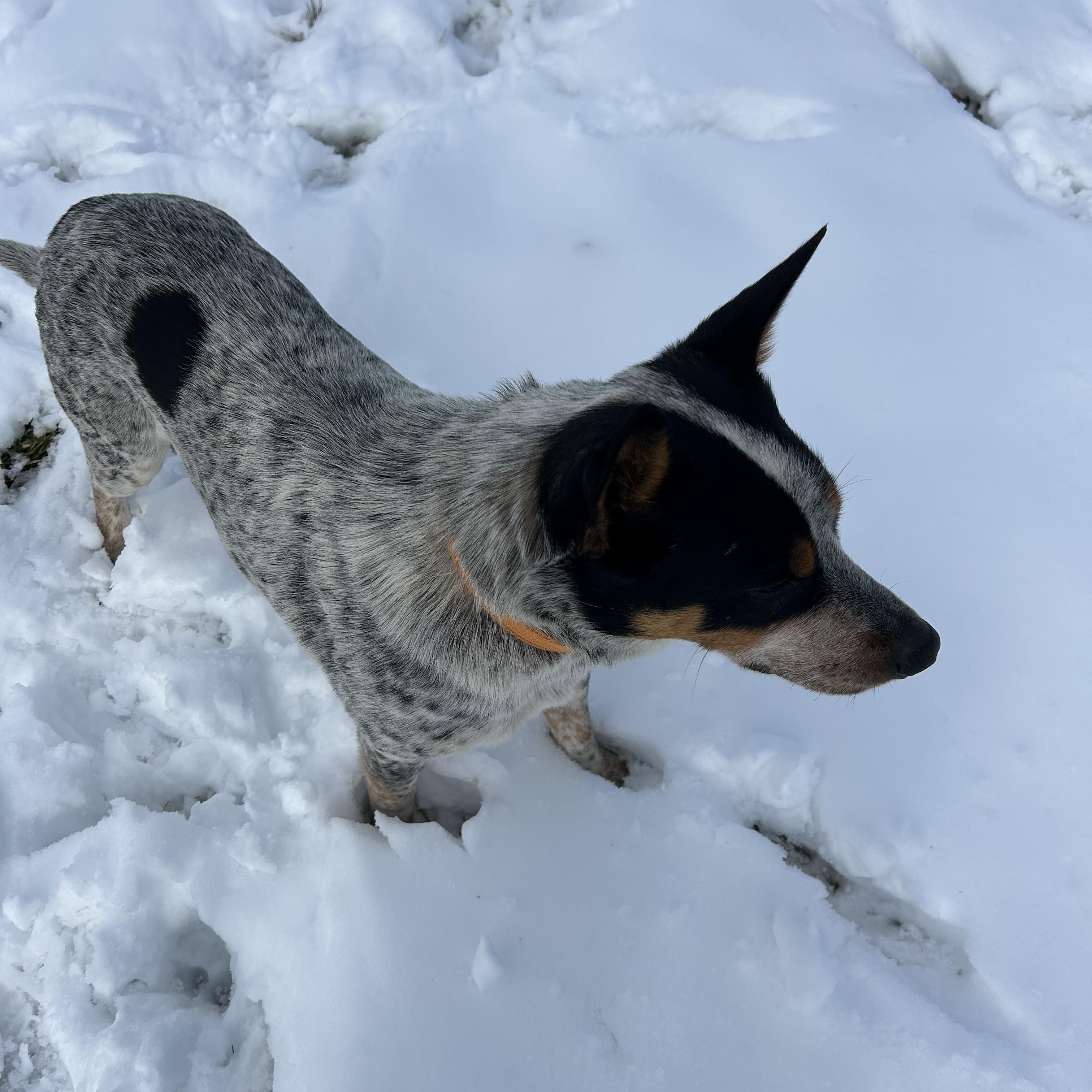 BOONE - Adoptable Pet | Petfinder | Petfinder