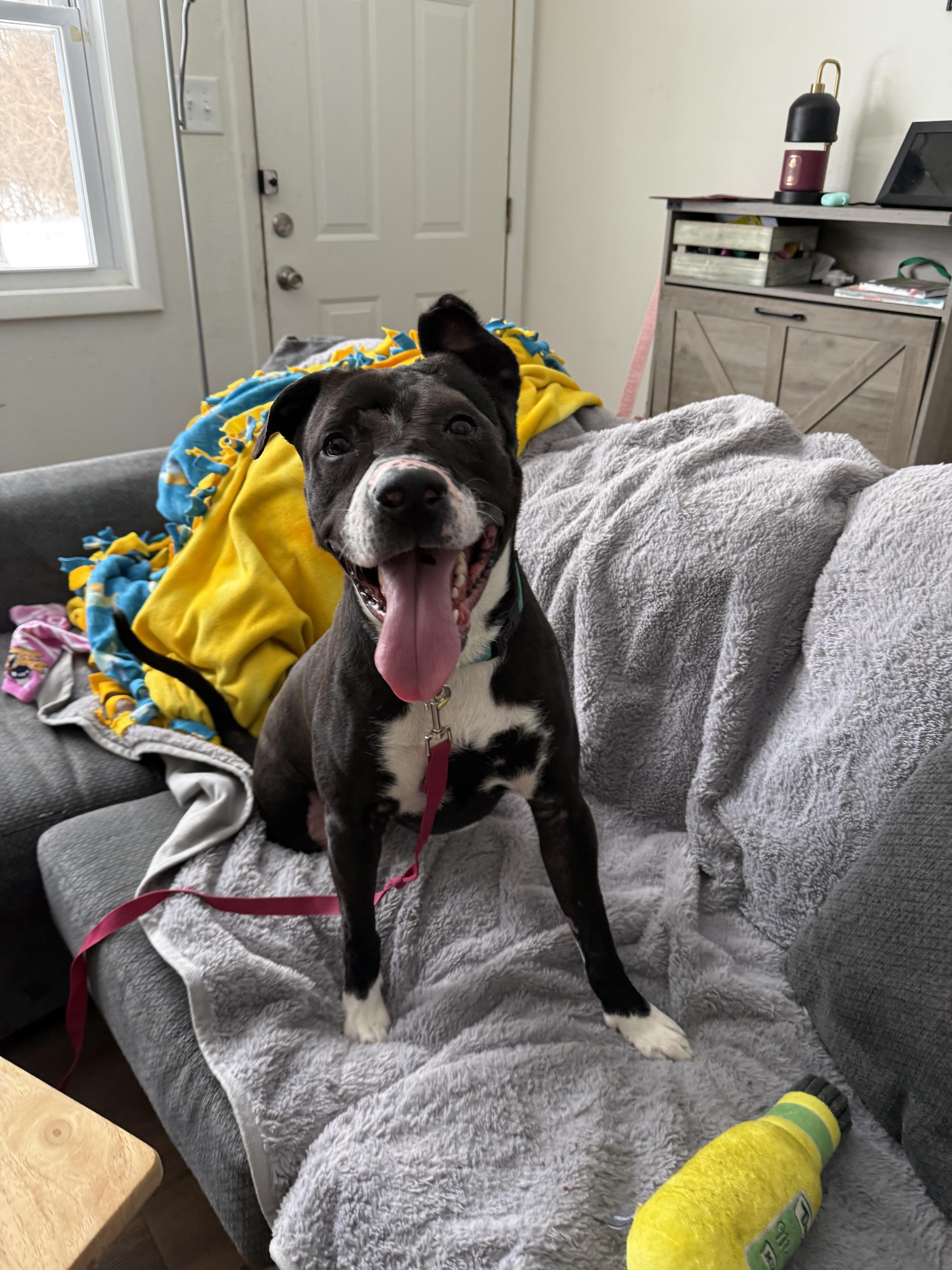 Enlarge Robert, a Adoptable mixed breed in INDIANAPOLIS, IN image 6/6