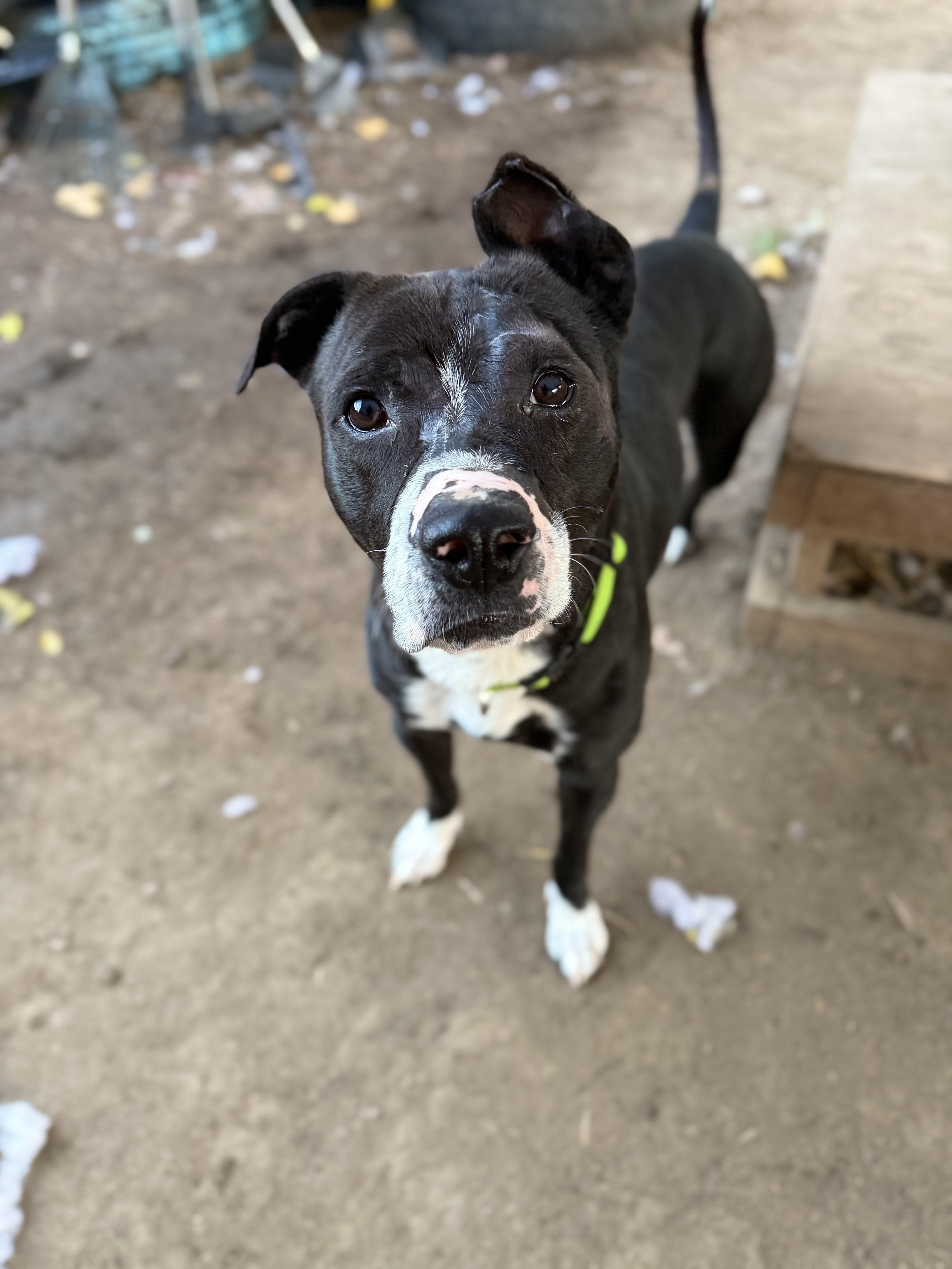 Enlarge Robert, a Adoptable mixed breed in INDIANAPOLIS, IN image 3/6