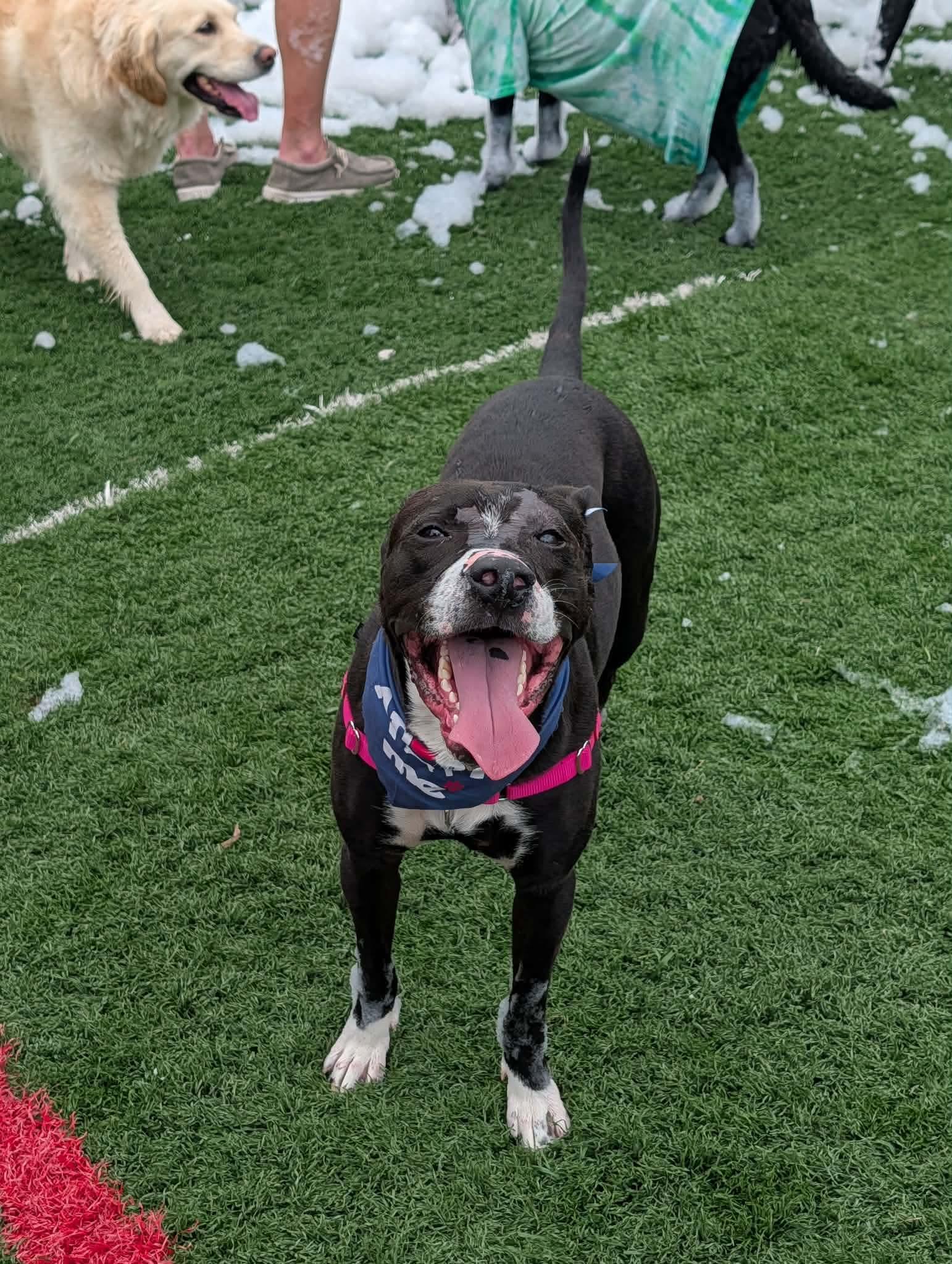 Robert, a Adoptable mixed breed in INDIANAPOLIS, IN image 6/6