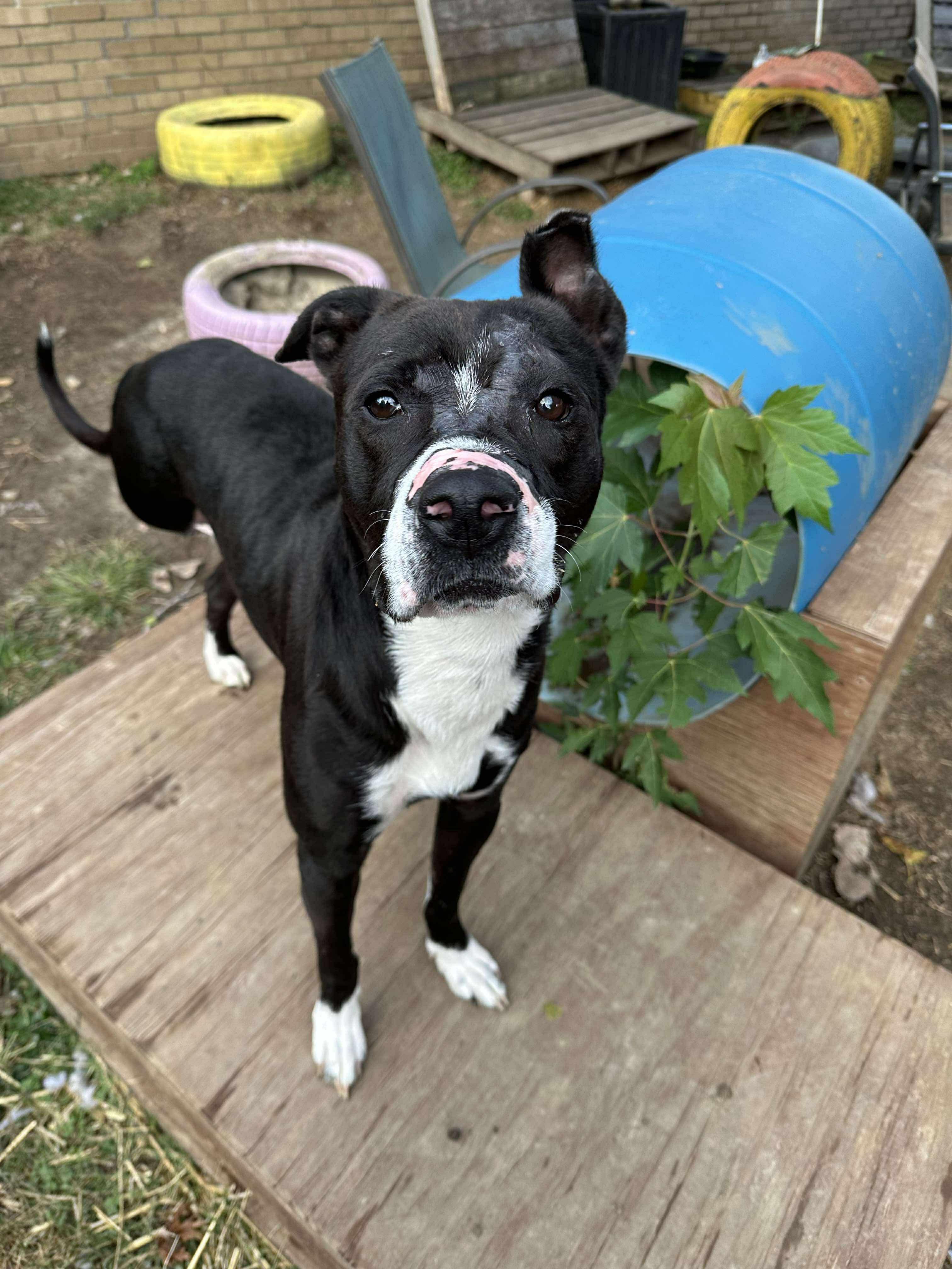 Enlarge Robert, a Adoptable mixed breed in INDIANAPOLIS, IN image 1/6