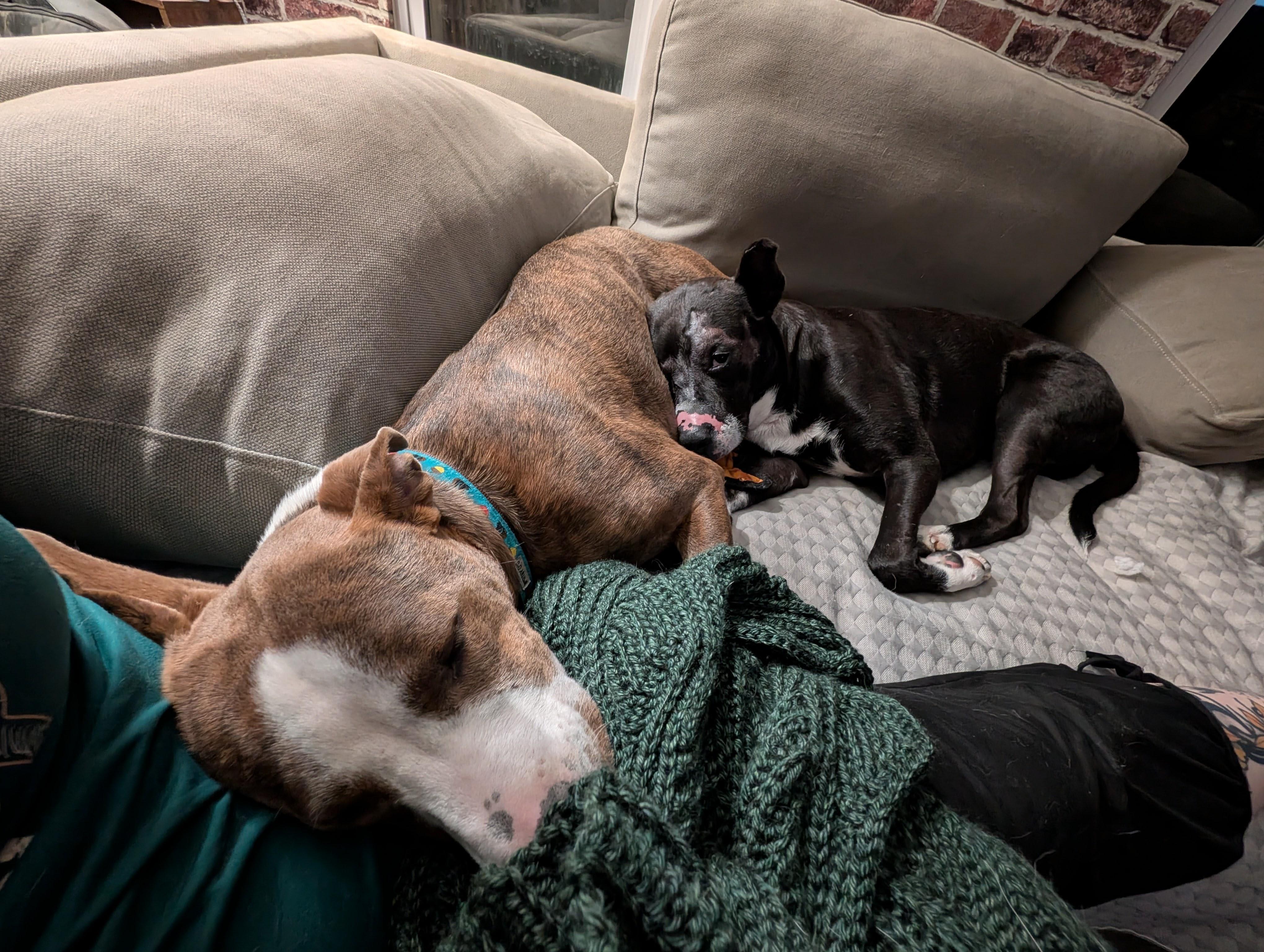 Robert, a Adoptable mixed breed in INDIANAPOLIS, IN image 5/6
