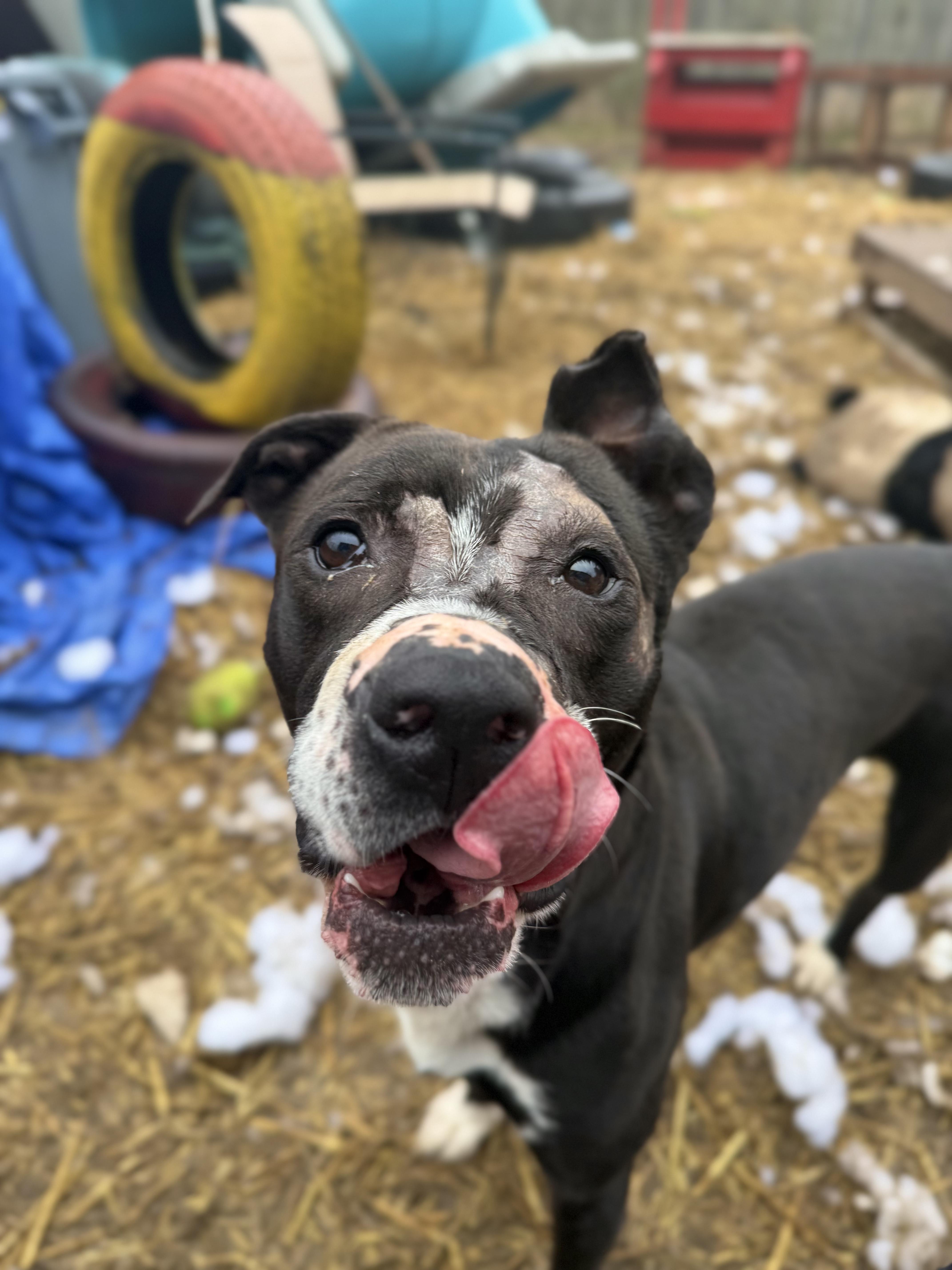 Enlarge Robert, a Adoptable mixed breed in INDIANAPOLIS, IN image 2/6