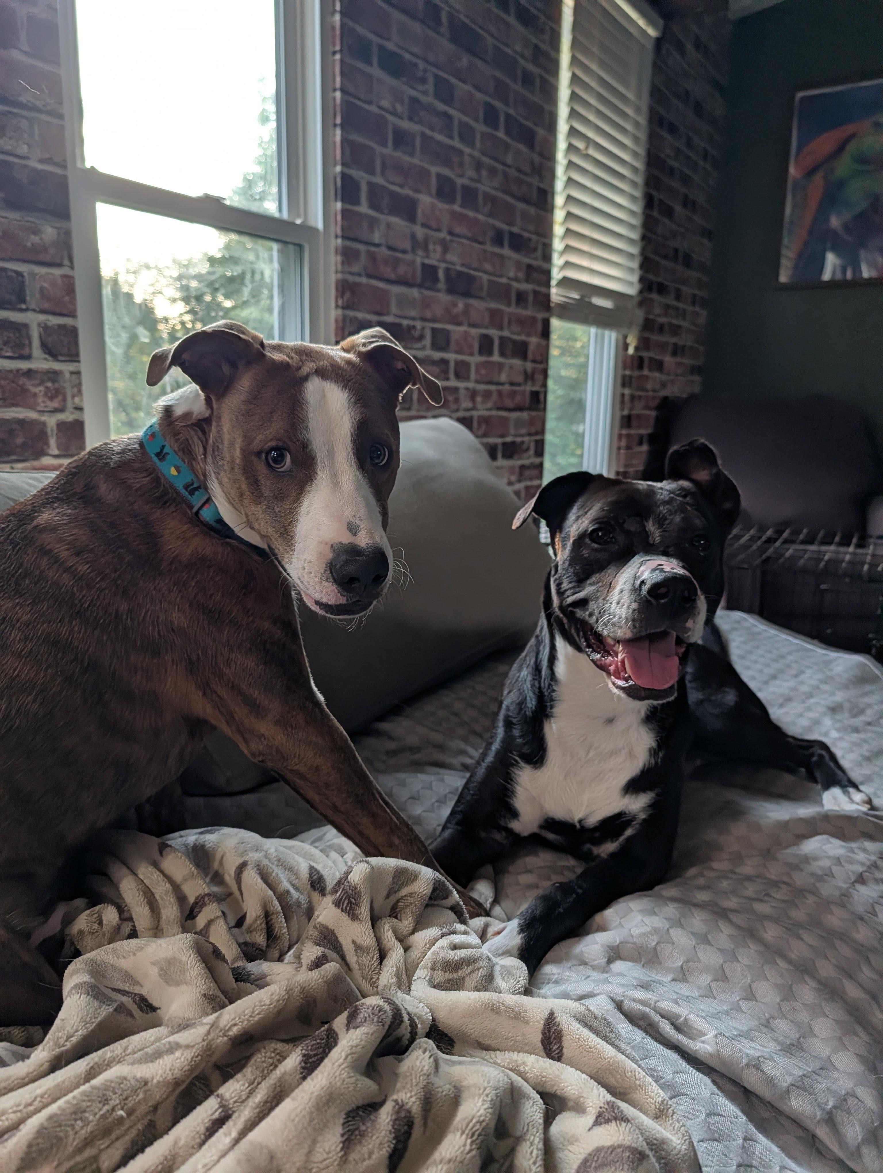 Robert, a Adoptable mixed breed in INDIANAPOLIS, IN image 2/6
