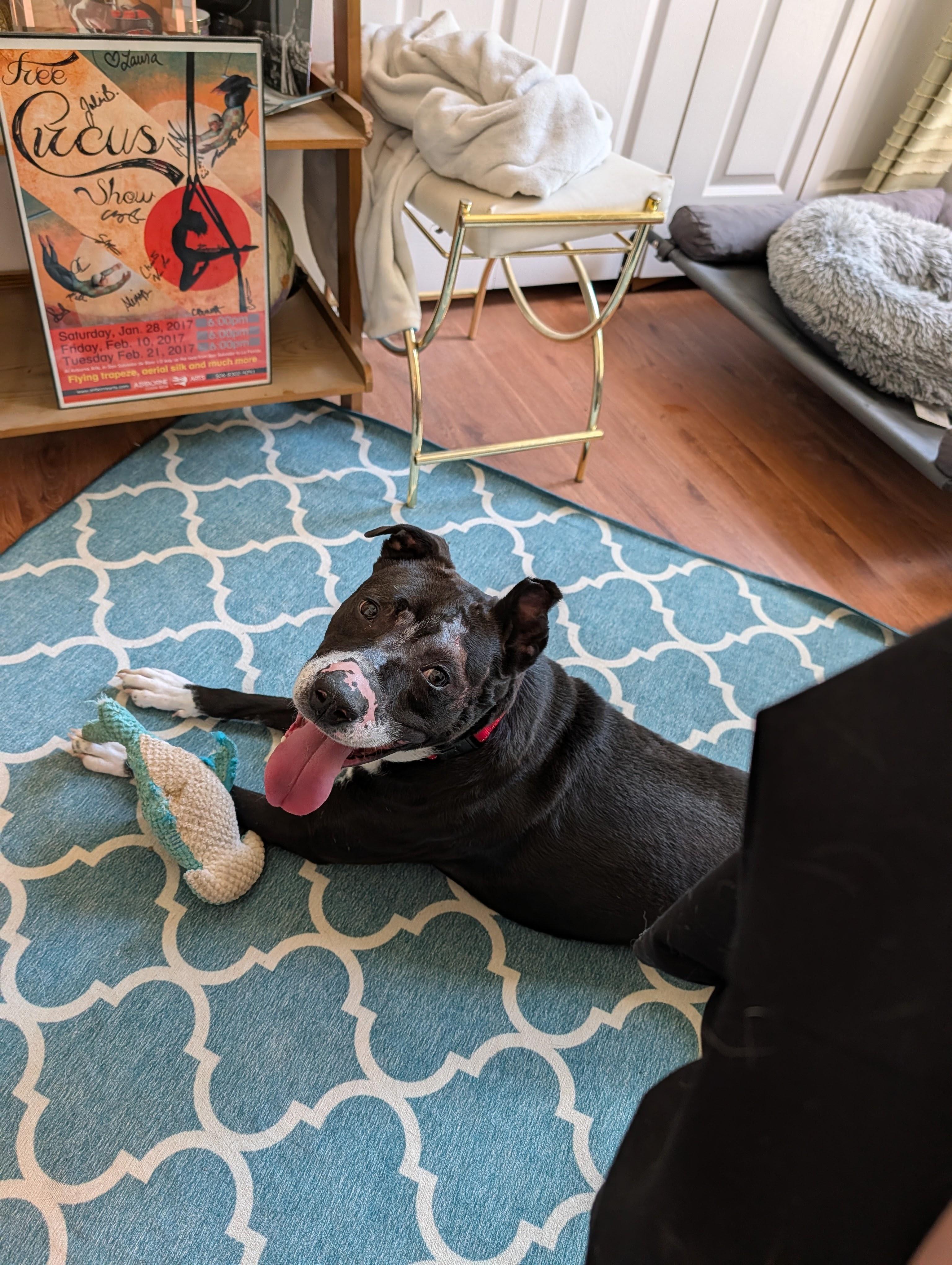 Enlarge Robert, a Adoptable mixed breed in INDIANAPOLIS, IN image 3/6