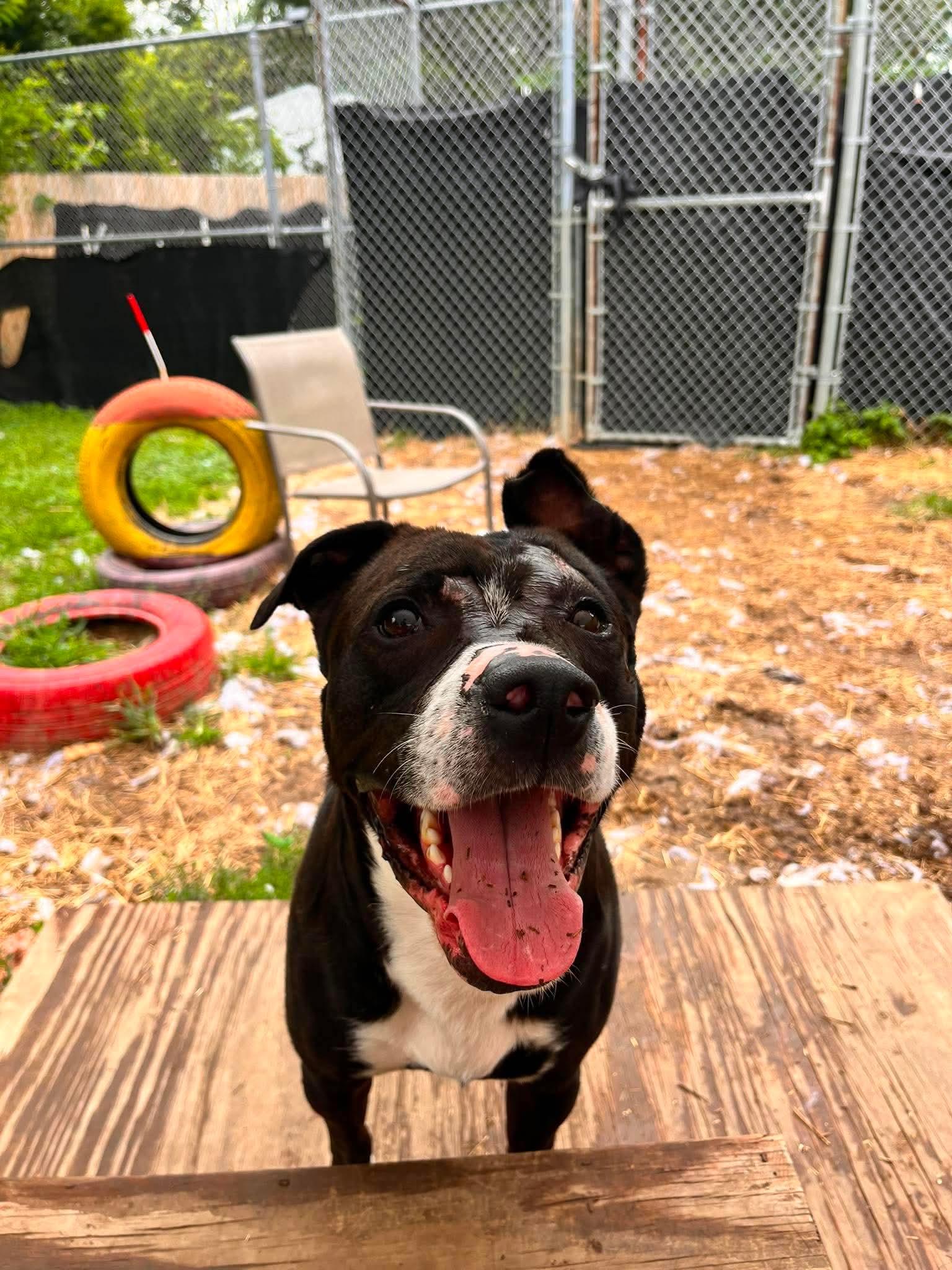 Enlarge Robert, a Adoptable mixed breed in INDIANAPOLIS, IN image 2/6