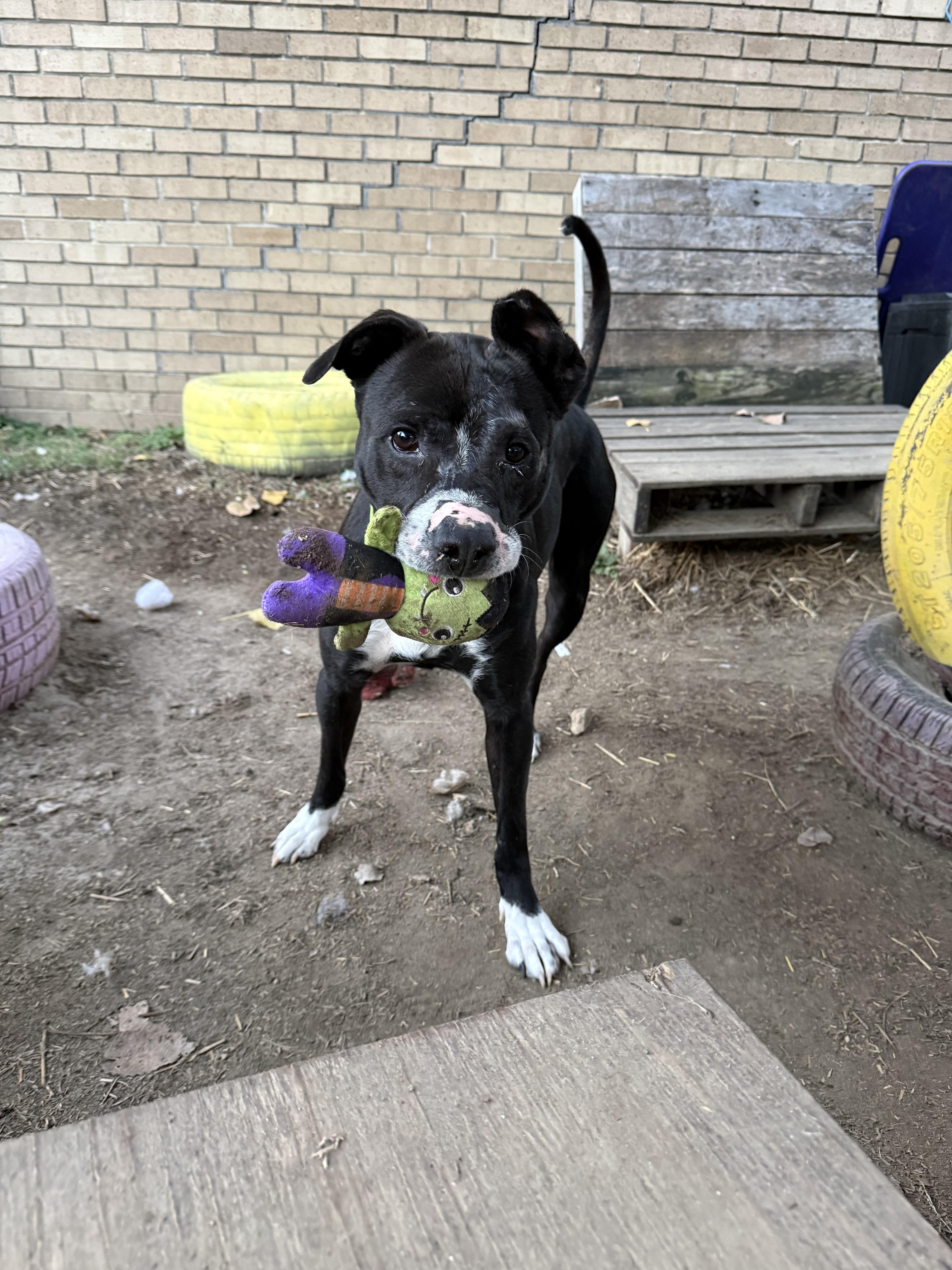 Enlarge Robert, a Adoptable mixed breed in INDIANAPOLIS, IN image 4/6