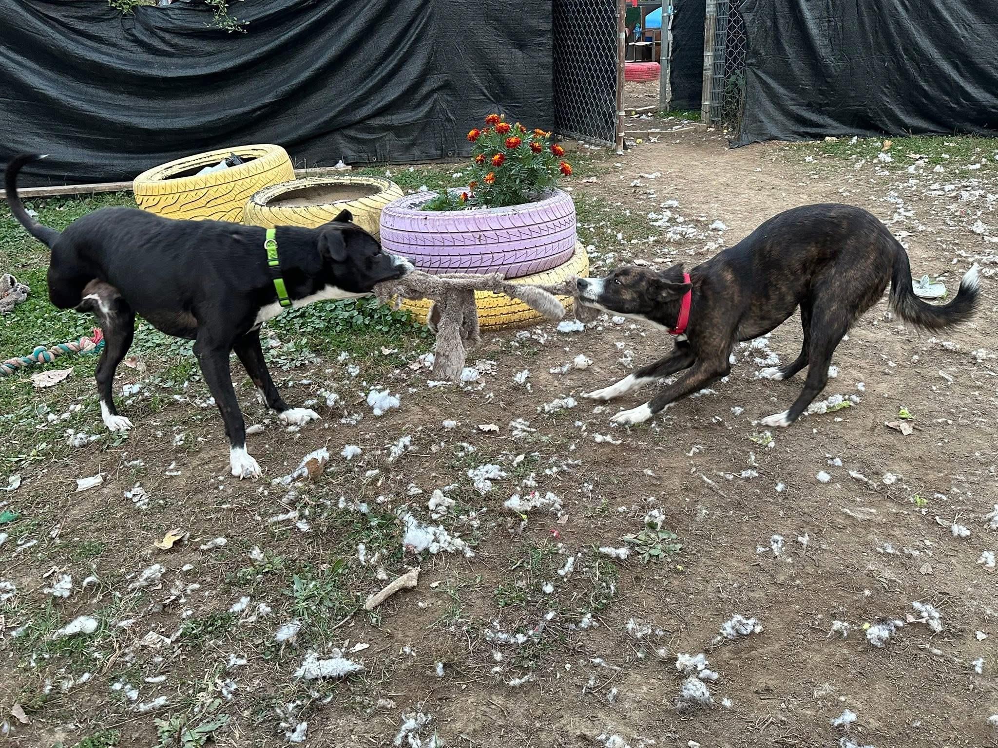 Enlarge Robert, a Adoptable mixed breed in INDIANAPOLIS, IN image 5/6