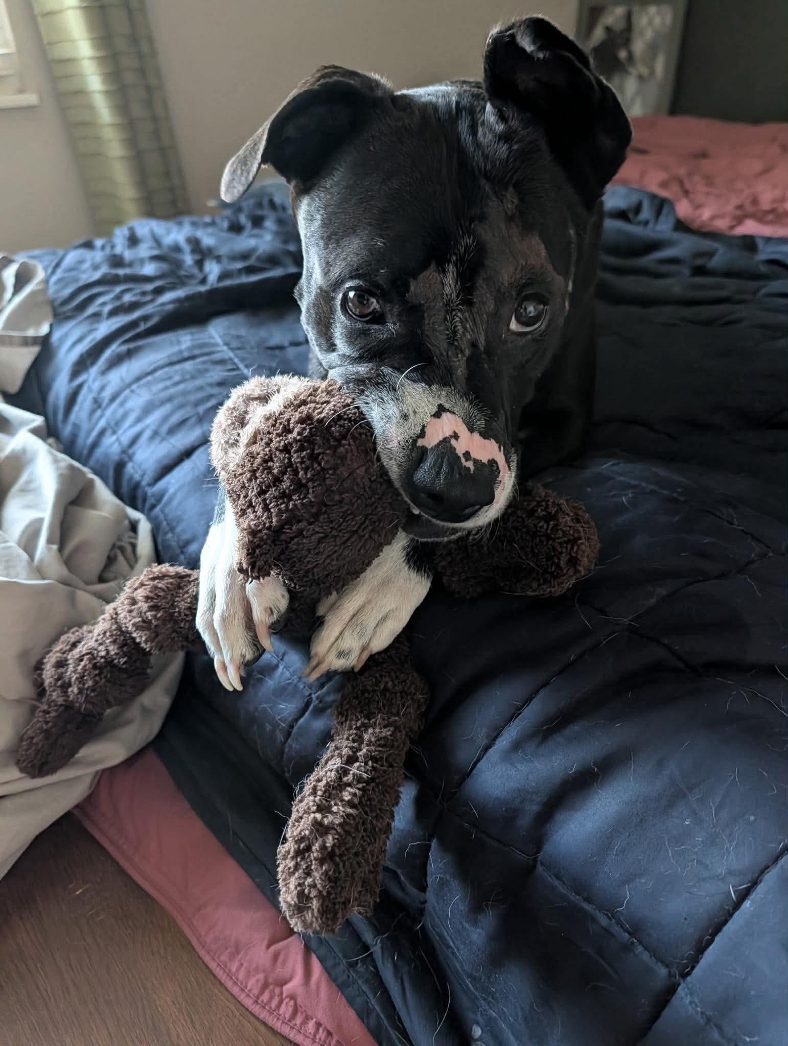 Enlarge Robert, a Adoptable mixed breed in INDIANAPOLIS, IN image 2/6