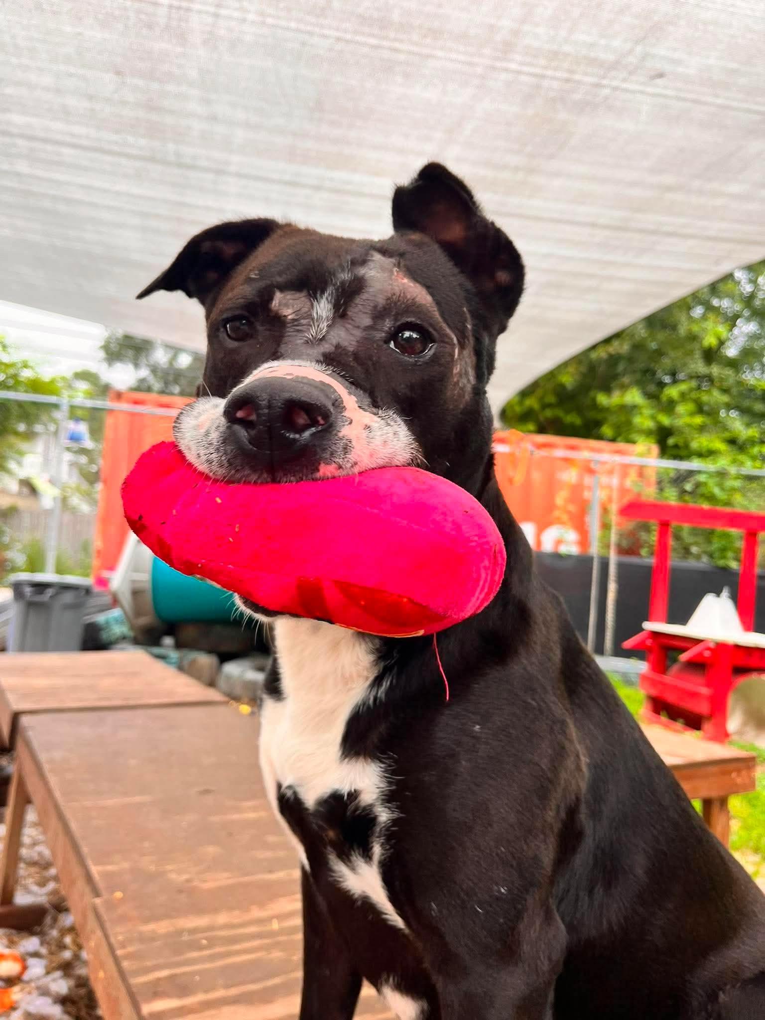 Enlarge Robert, a Adoptable mixed breed in INDIANAPOLIS, IN image 6/6