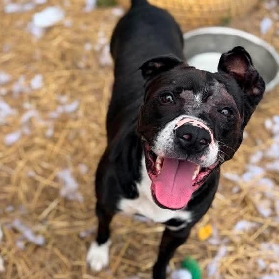 Enlarge Robert, a Adoptable mixed breed in INDIANAPOLIS, IN image 1/6