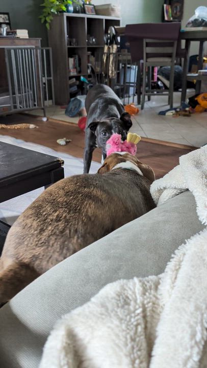 Enlarge Robert, a Adoptable mixed breed in INDIANAPOLIS, IN video 3/6