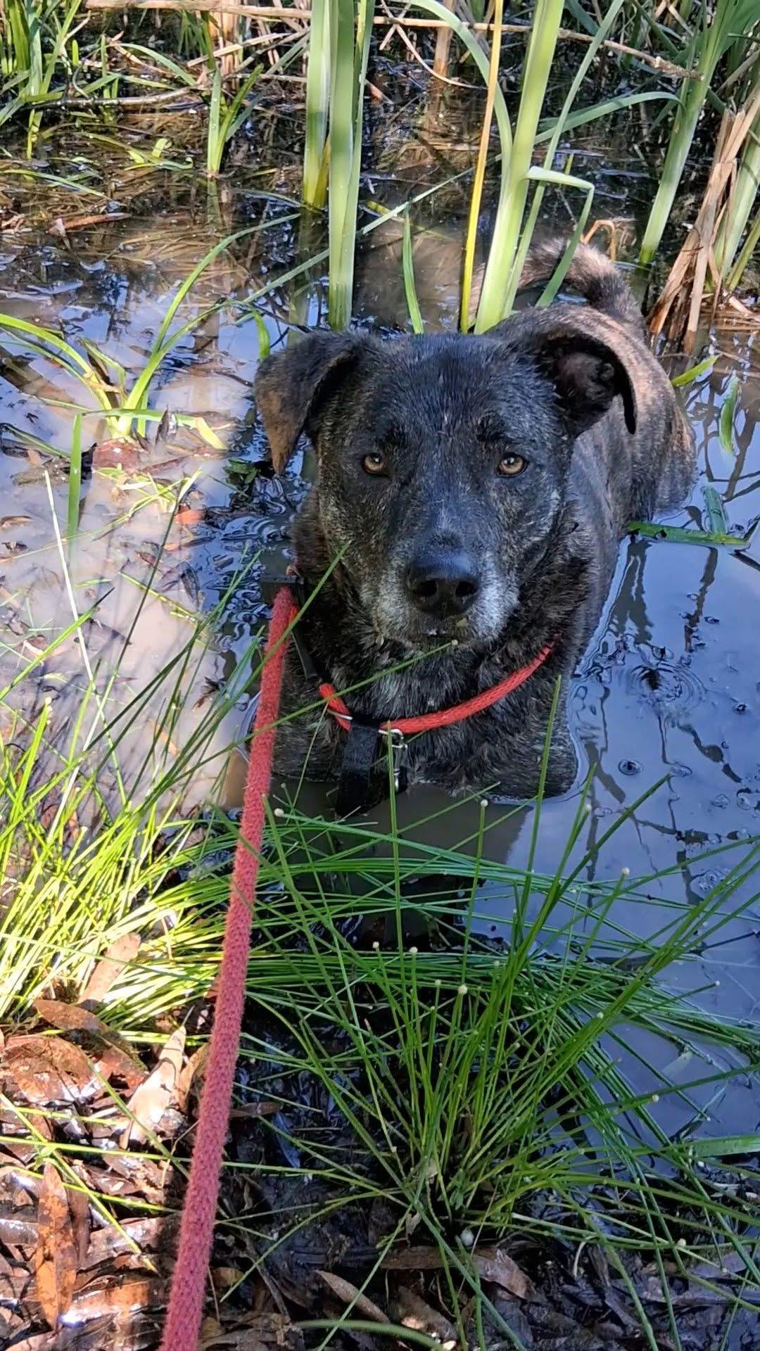 Spanky, a ADOPTABLE Mixed Breed in Vaudreuil-Dorion, QC image 3/4