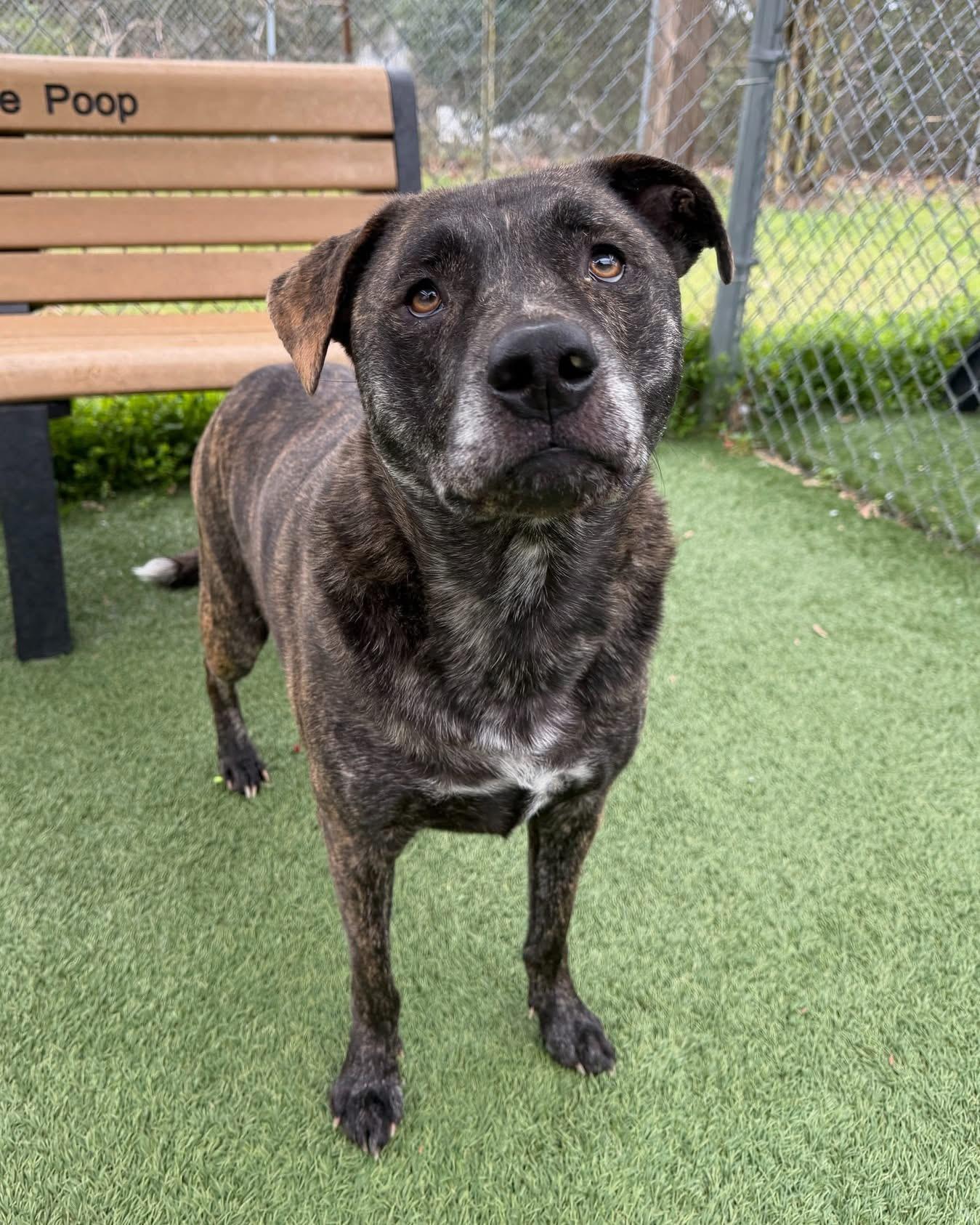 Spanky, a ADOPTABLE Mixed Breed in Vaudreuil-Dorion, QC image 4/4