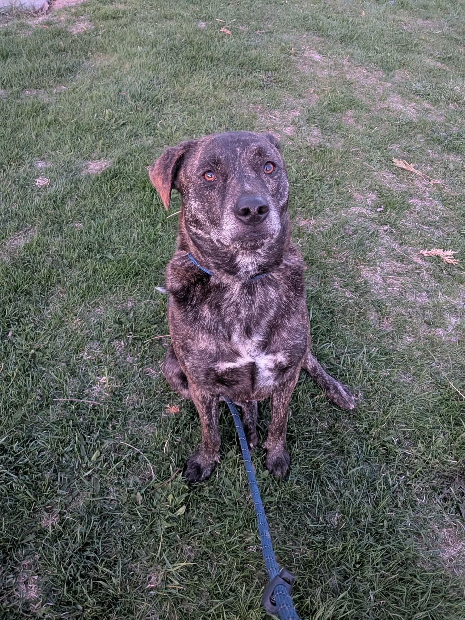 Spanky, a ADOPTABLE Mixed Breed in Vaudreuil-Dorion, QC image 2/4