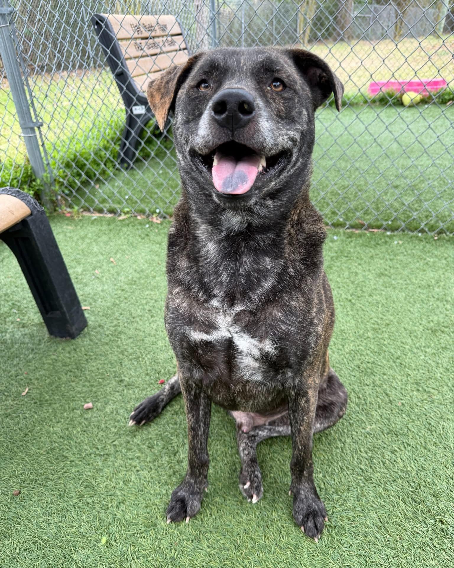 Spanky, ADOPTABLE, Adult Male Mixed Breed.