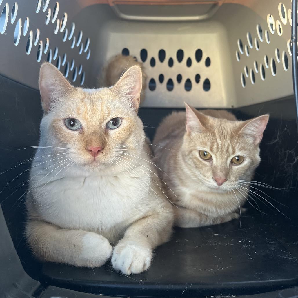 Enlarge Goku, a Adoptable Domestic Short Hair in Pasadena , MD image 1/6