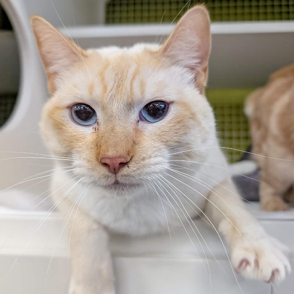 Enlarge Goku, a Adoptable Domestic Short Hair in Pasadena , MD image 4/6