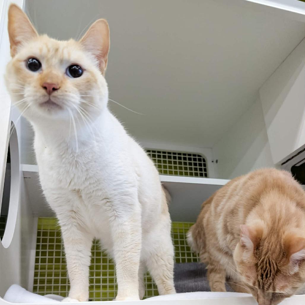 Enlarge Goku, a Adoptable Domestic Short Hair in Pasadena , MD image 5/6