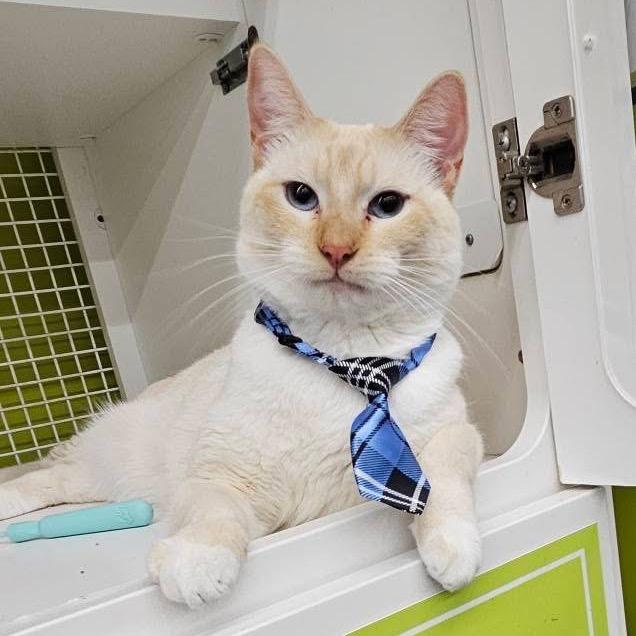 Enlarge Goku, a Adoptable Domestic Short Hair in Pasadena , MD image 6/6