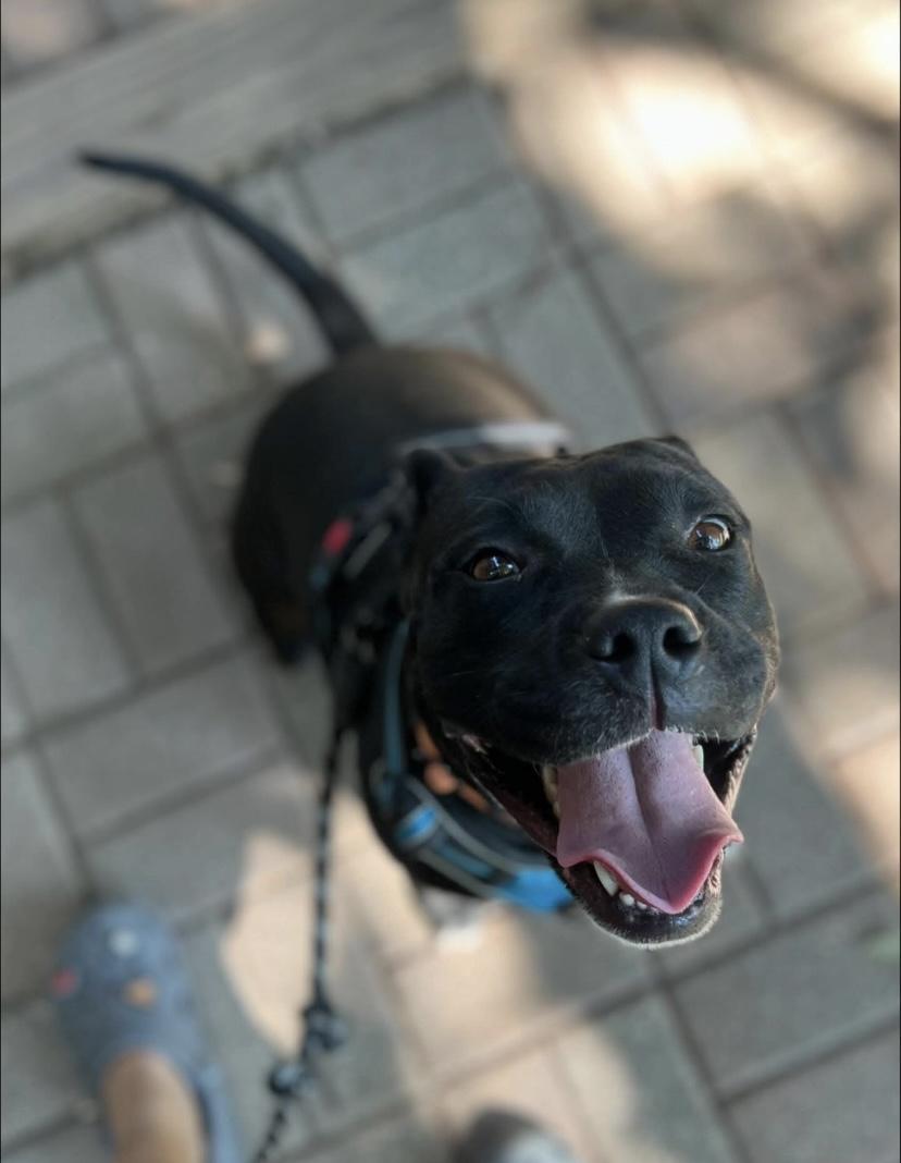 Enlarge Juicy Lucy, a Adoptable mixed breed in Philadelphia, PA image 3/6