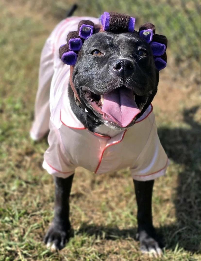 Enlarge Juicy Lucy, a Adoptable mixed breed in Philadelphia, PA image 2/6