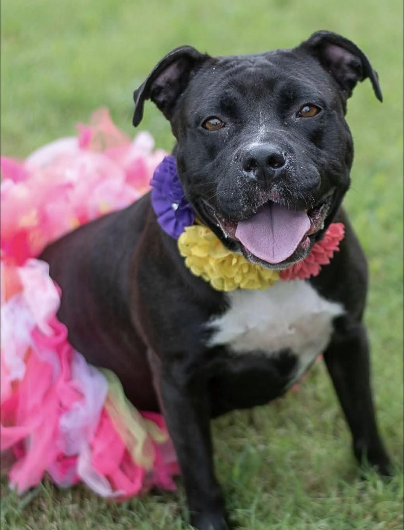 Juicy Lucy, Adoptable, Young Female Pit Bull Terrier.