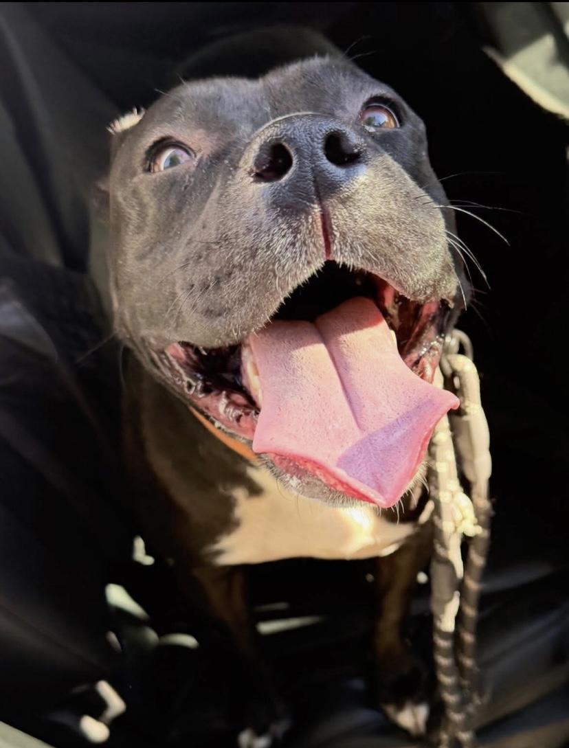 Enlarge Juicy Lucy, a Adoptable mixed breed in Philadelphia, PA image 4/6