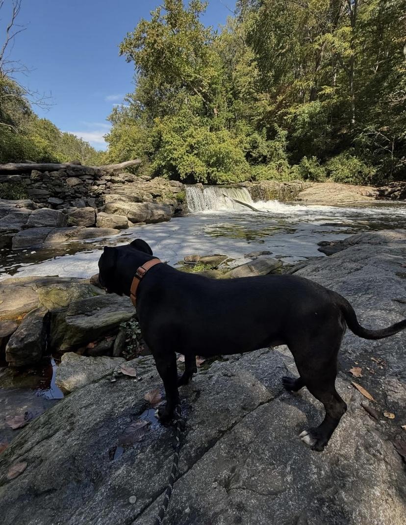 Enlarge Juicy Lucy, a Adoptable mixed breed in Philadelphia, PA image 6/6