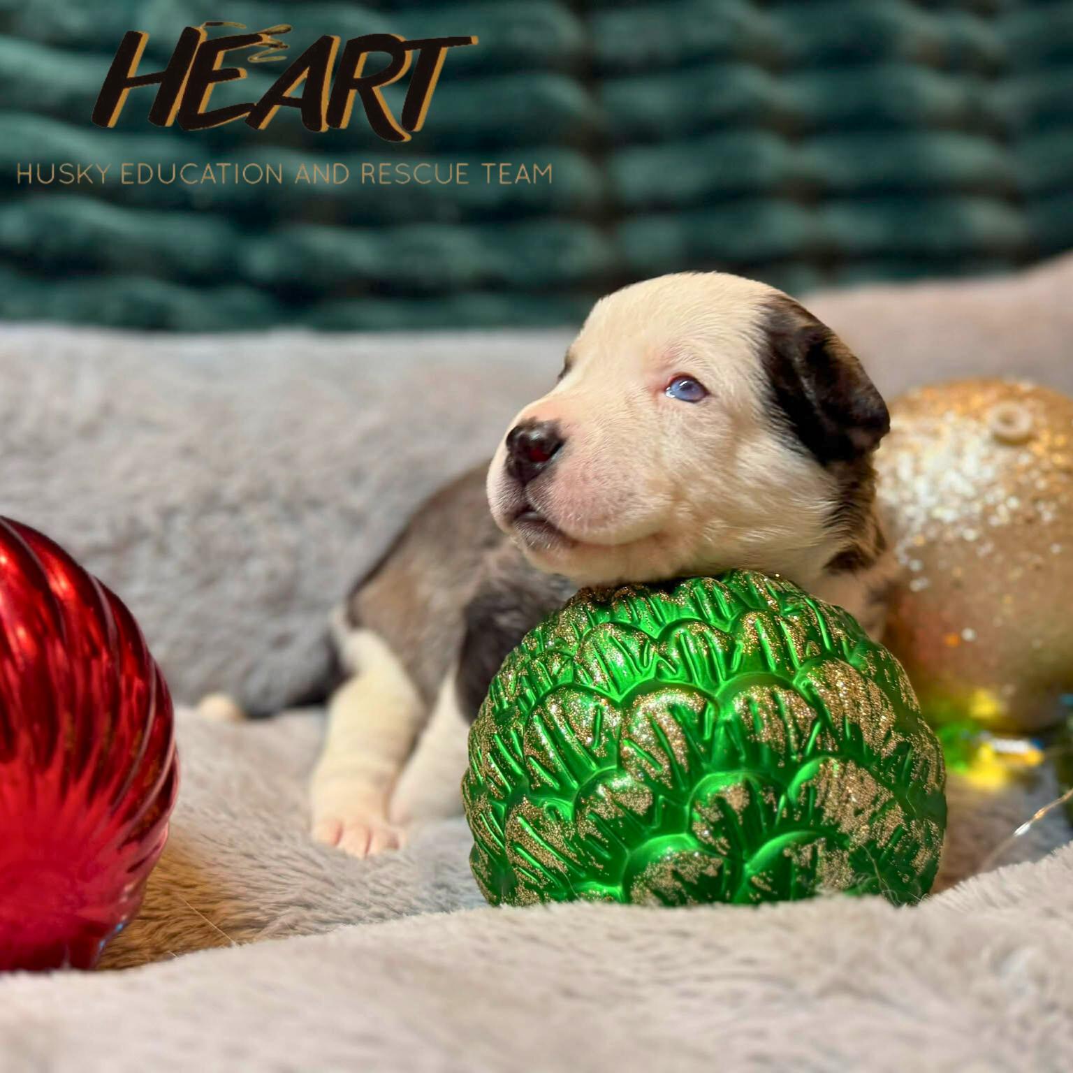 Velma, Adoptable, Puppy Female Siberian Husky.