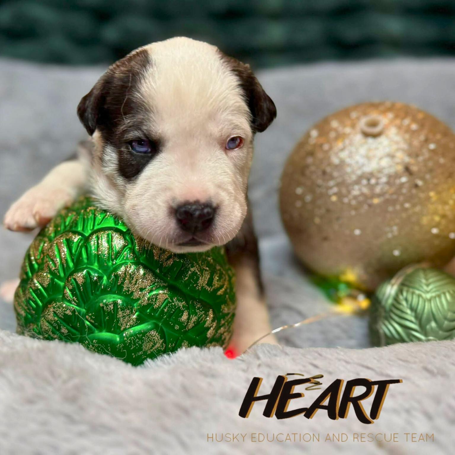 Velma, a Adoptable Siberian Husky in Millersville, MD image 2/3